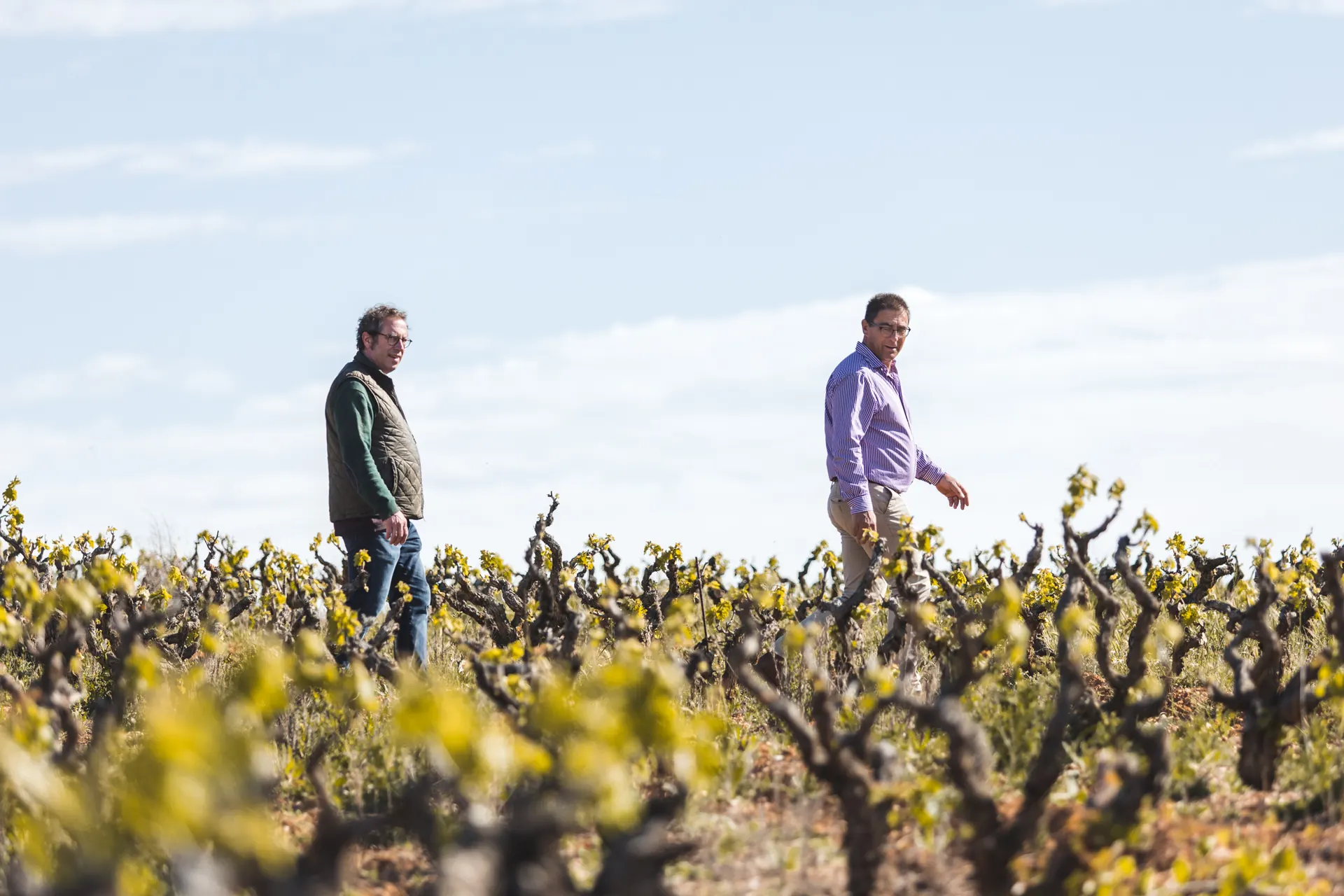 Recorriendo el viñedo en primavera