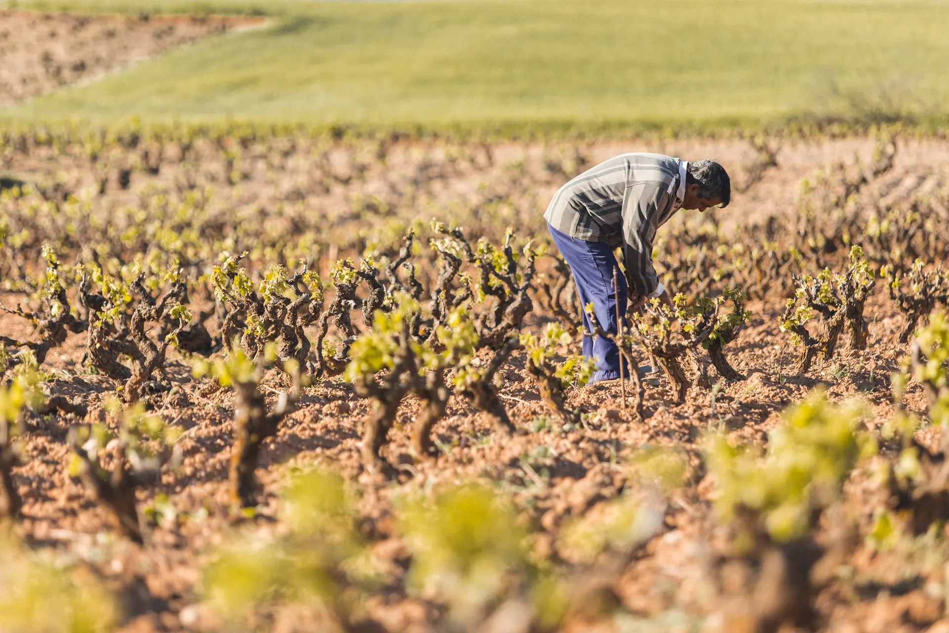Viticultor trabajando entre las cepas