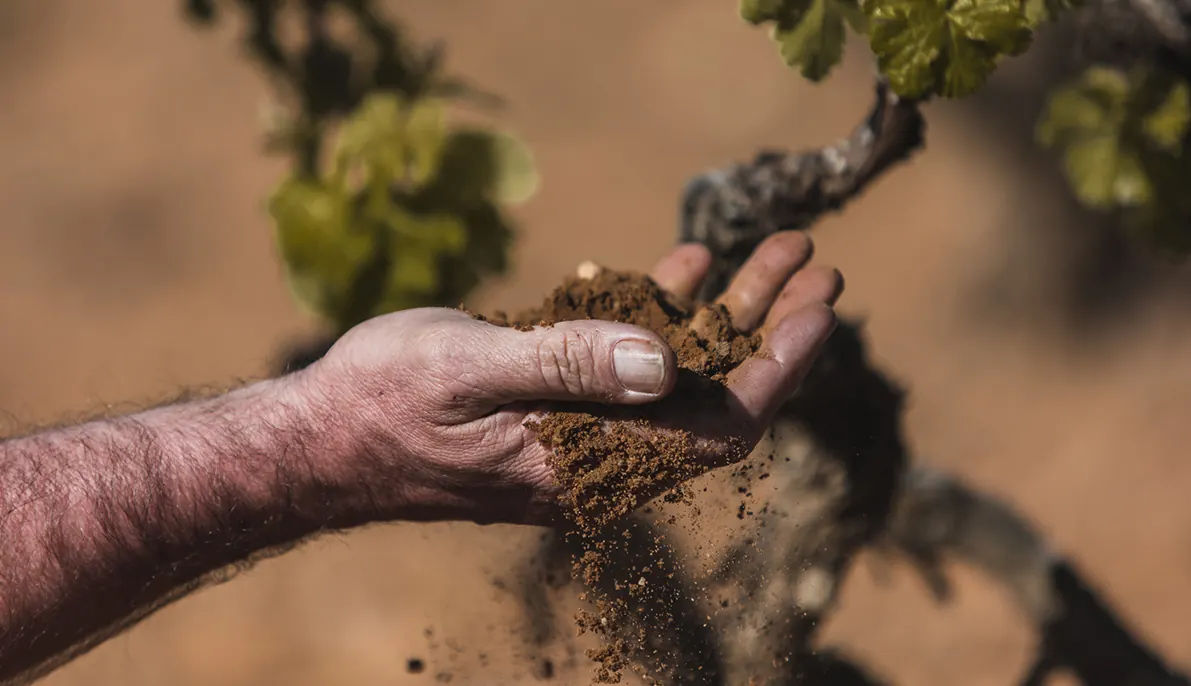 Tierra del viñedo en la mano